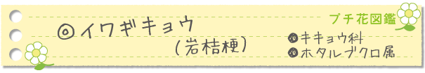 イワギキョウ