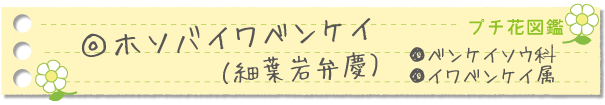 ホソバイワベンケイ