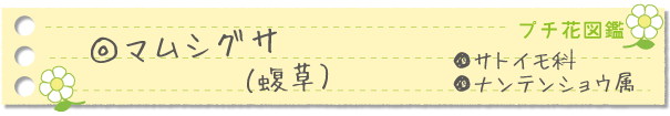 マムシグサ
