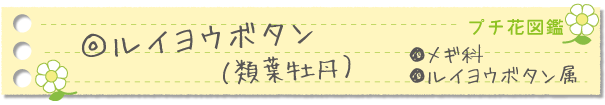ルイヨウボタン