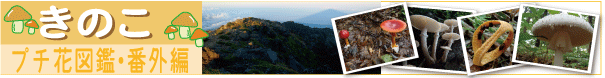 きのこ