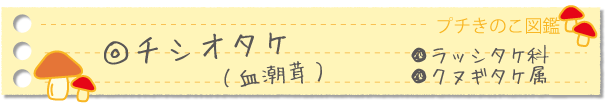 チシオタケ