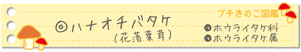 ハナオチバタケ