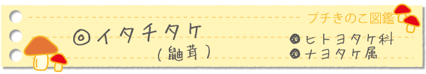 イタチタケ