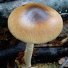 カバイロツルタケ