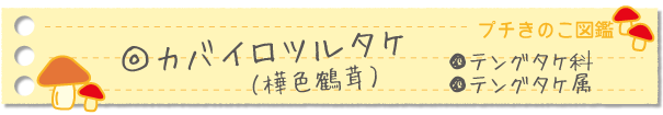 カバイロツルタケ