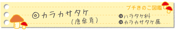 カラカサタケ