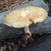 タマチョレイタケ