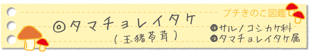 タマチョウレイタケ