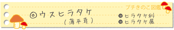ウスヒラタケ