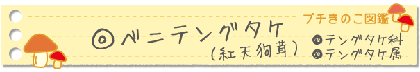 ベニテングタケ