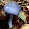 ムラサキアブラシメジモドキ