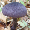 ムラサキフウセンタケ