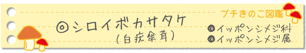 シロイボカサタケ