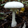 シロオニタケ