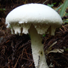 シロテングタケ