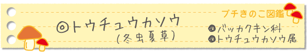 トウチュウカソウ