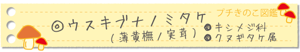 ウスキブナノミタケ
