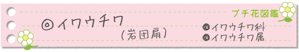 イワウチワ