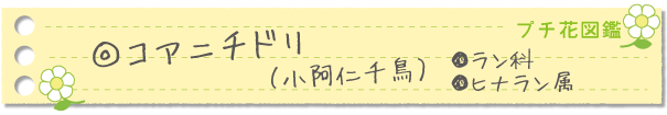 コアニチドリ