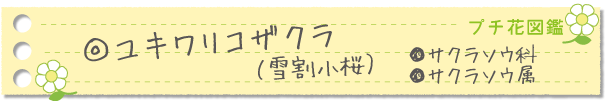ユキワリコザクラ