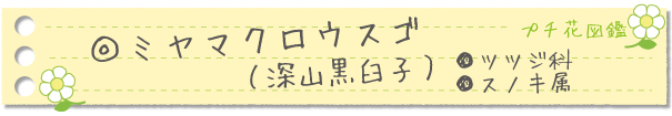 ミヤマクロウスゴ