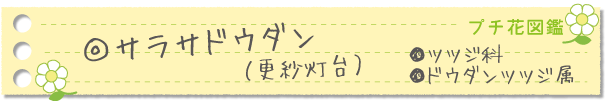 サラサドウダン