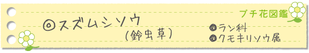 スズムシソウ
