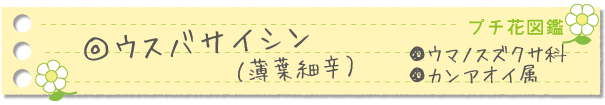 ウスバサイシン