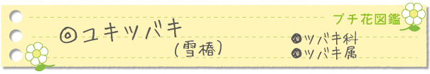 ユキツバキ