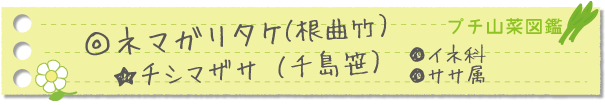 タケノコ(ネマガリタケ/チシマザサ)