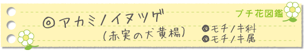 アカミノイヌツゲ