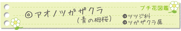 アオノツガザクラ