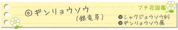ギンリョウソウ