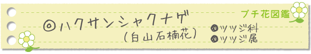ハクサンシャクナゲ