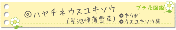 ハヤチネウスユキソウ