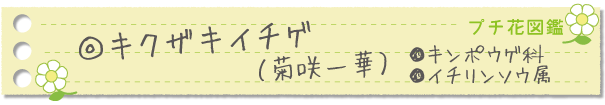キクザキイチゲ