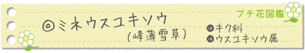 ミネウスユキソウ