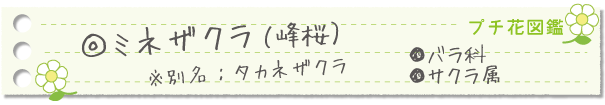 ミネザクラ