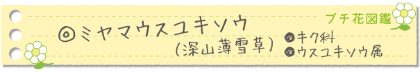 ミヤマウスユキソウ