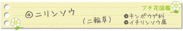 ニリンソウ