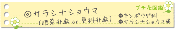 サラシナショウマ
