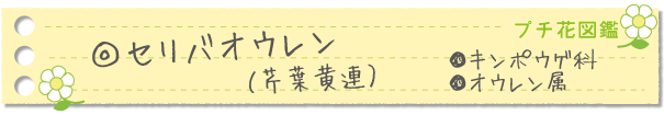 セリバオウレン