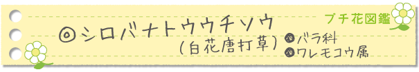シロバナトウウチソウ