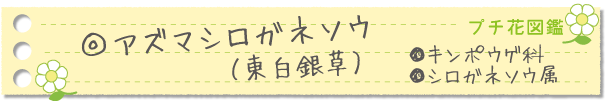 アズマシロガネソウ