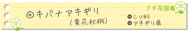 キバナアキギリ