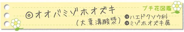 オオバミゾホオズキ