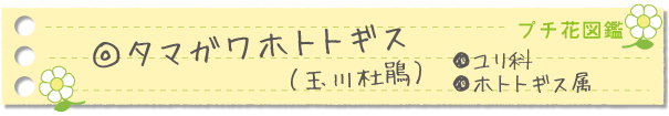 タマガワホトトギス