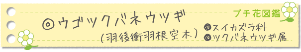 ウゴツクバネウツギ